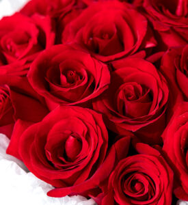 hoa hồng tặng sinh nhật người yêu