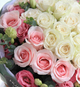 hoa hồng trắng và hồng (Diana hoặc Pink Lady)