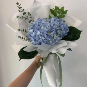 hoa cẩm tú cầu thường tượng trưng cho lời xin lỗi chân thành