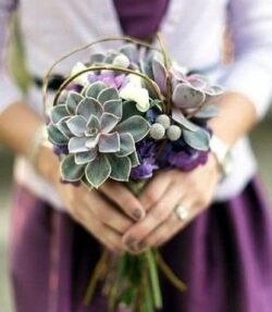 hoa cưới sen đá