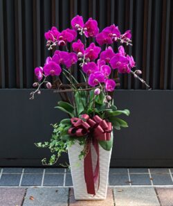 Hoa lan khai trương