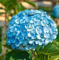 bo hoa cam tu cau bó hoa cẩm tú cầu