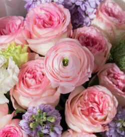 hoa hồng quốc tế phụ nữ