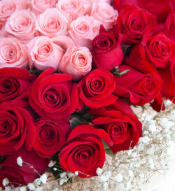 Bó hoa hồng valentine