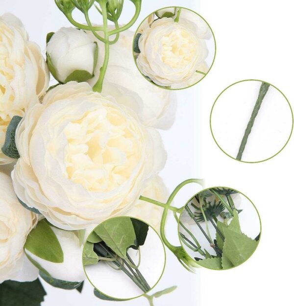 hoa mẫu đơn trắng hoa mẫu đơn trắng