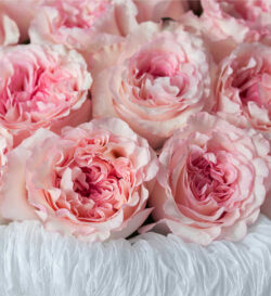 hoa hồng sinh nhật con gái