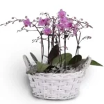 Hoa chúc mừng ngày 27 2