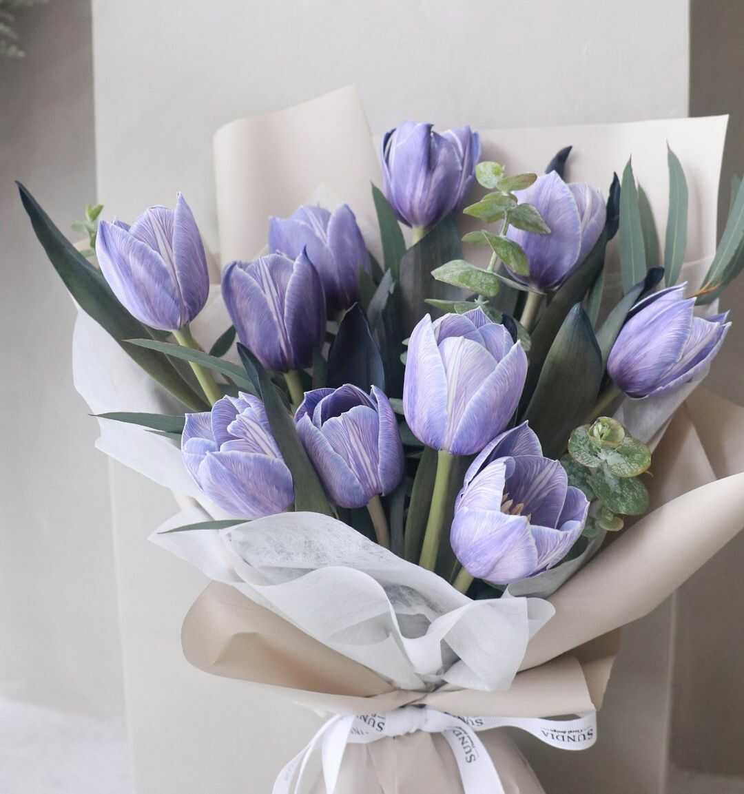 những bó hoa tulip tím