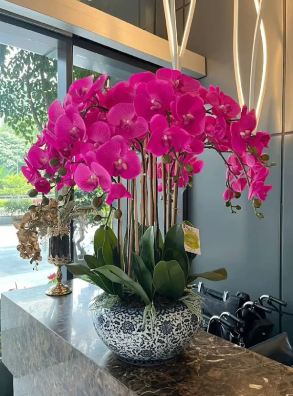 Mua chậu hoa lan hồ điệp 10 cành tại tphcm 7F Garden Mua chậu hoa lan hồ điệp 10 cành tại tphcm 7F Garden