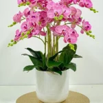 Chậu hoa lan hồ điệp hồng 10 cành - 7F Garden