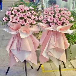 hoa khai trương màu hồng