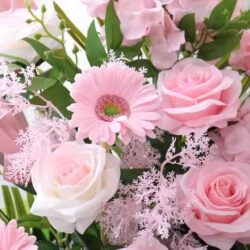 hoa hồng khai trương màu hồng