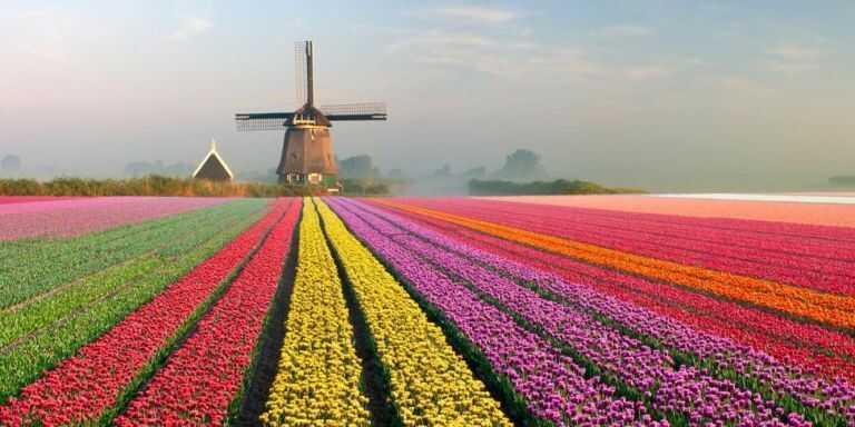 bo-hoa-tulip