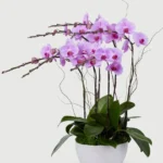 lãng lan hồ điệp khai trương