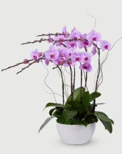 lãng lan hồ điệp khai trương