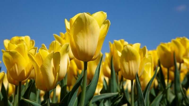 ý nghĩa hoa tulip vàng