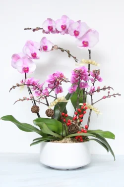 giỏ hoa lan sinh nhật