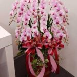 Giỏ hoa lan tặng sinh nhật