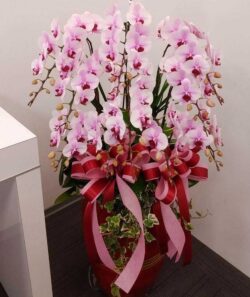 Giỏ hoa lan tặng sinh nhật