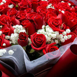 100 bông hoa hồng ý nghĩa gì?