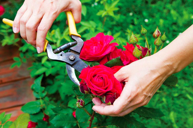 Cách trồng hoa hồng