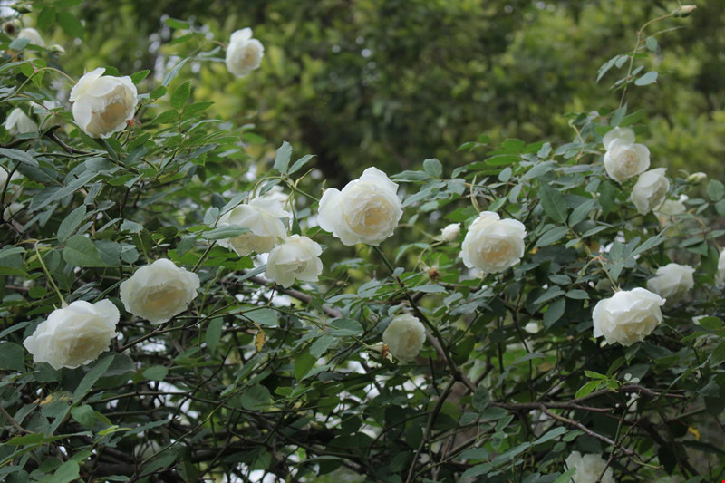 Hoa hồng Bạch Ho