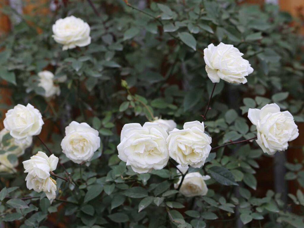 hoa hồng bạch xếp Nam Định
