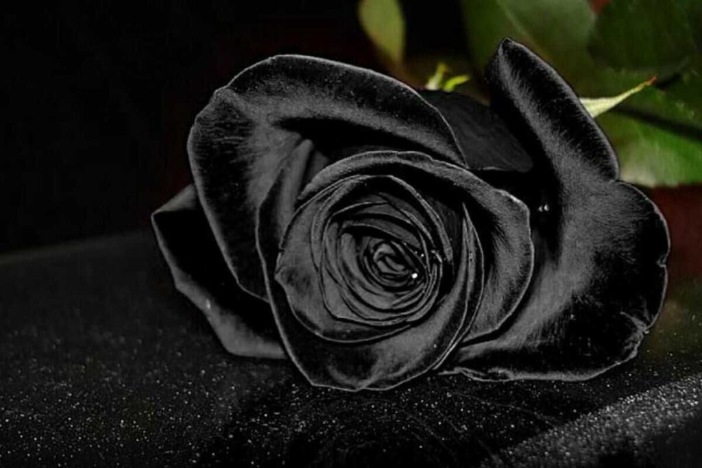 Nguồn gốc của hoa hồng đen