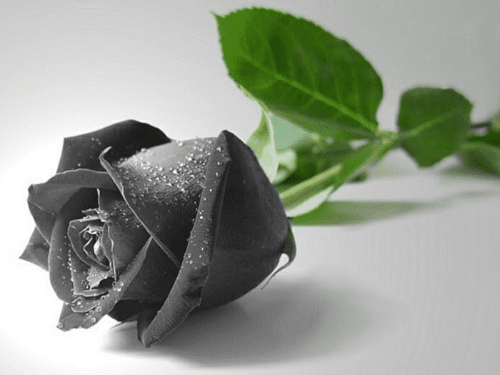 hoa hồng đen ý nghĩa