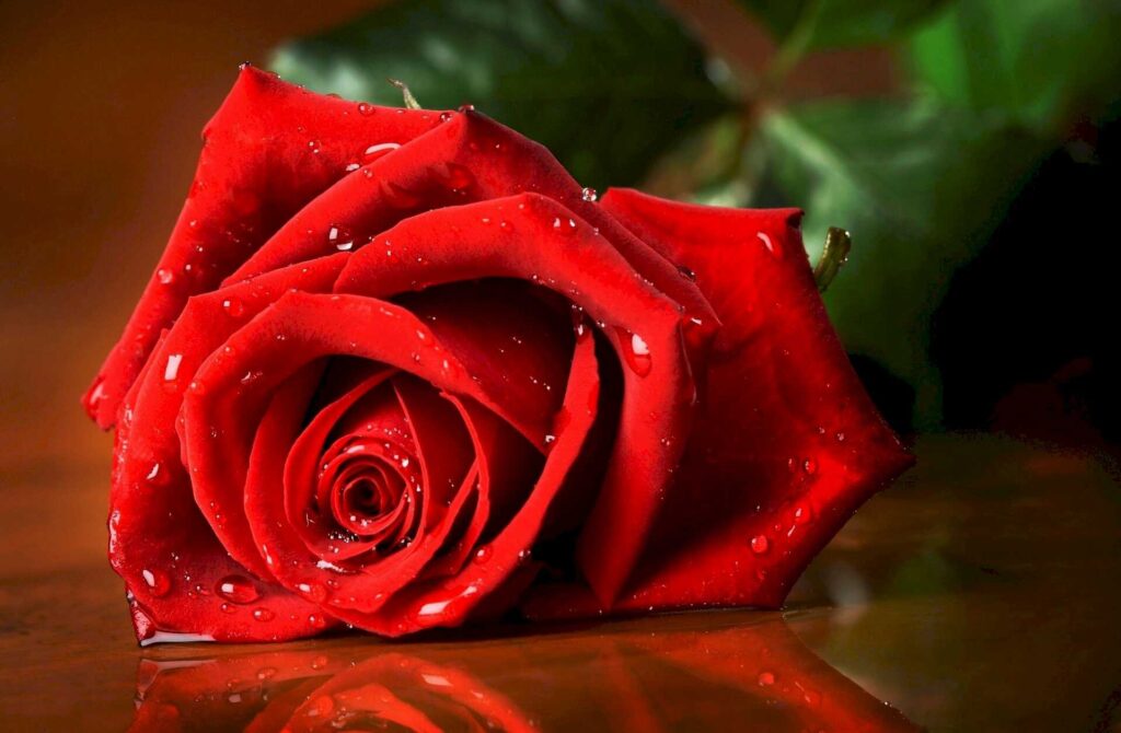 Ý nghĩa hoa hồng đỏ trong cuộc sống và tình yêu