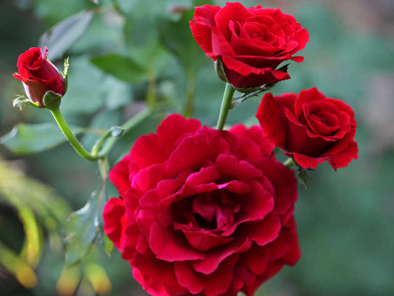 Hình dáng và đặc điểm hoa hồng đỏ