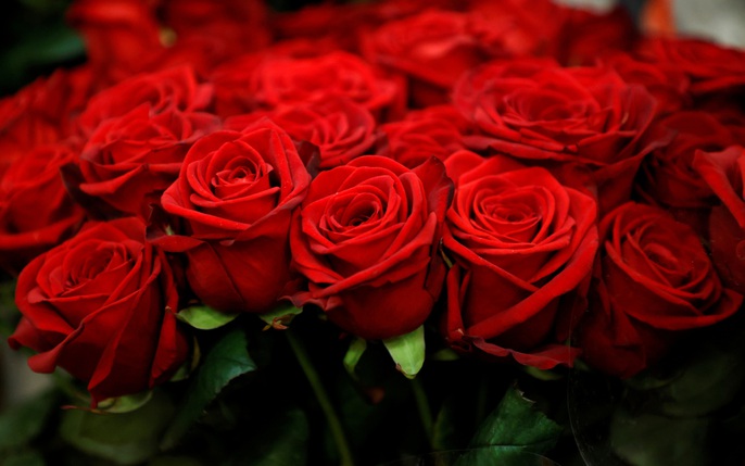 hoa hồng đỏ