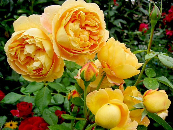 Hoa hồng Golden Celebration rose