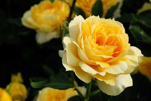 Hoa hồng Sunny Antike vàng 