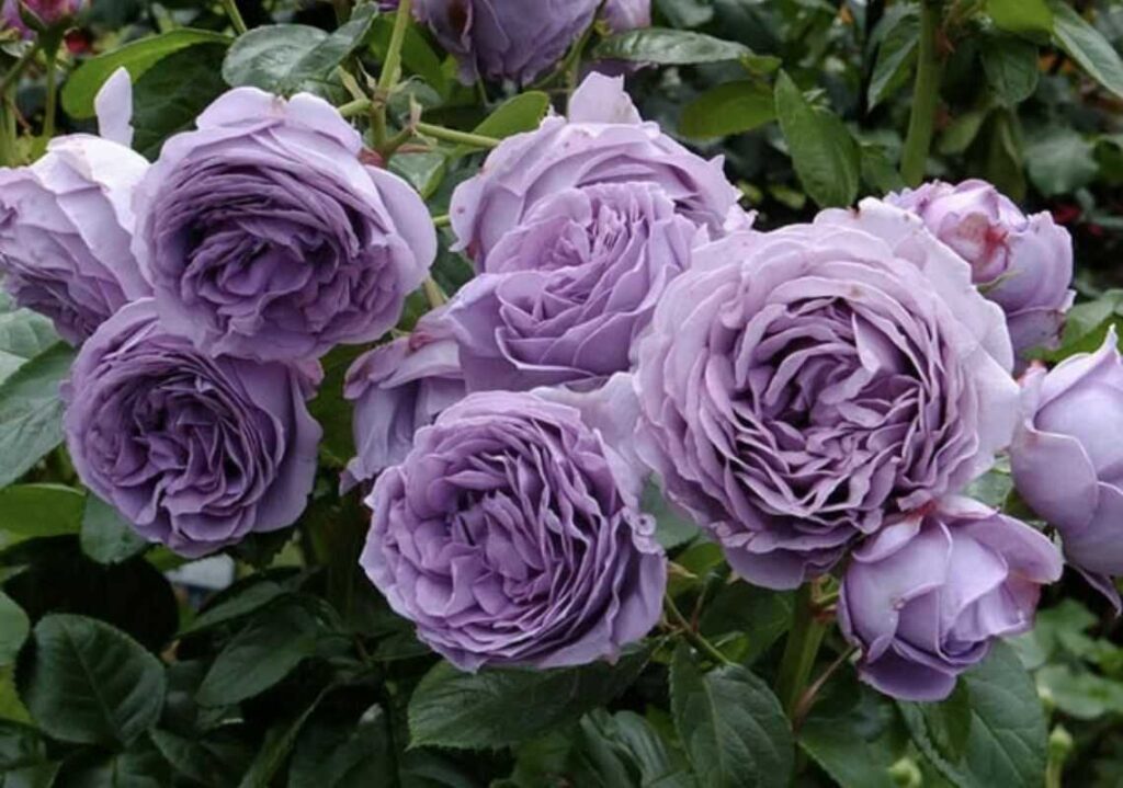 hoa hồng màu tím