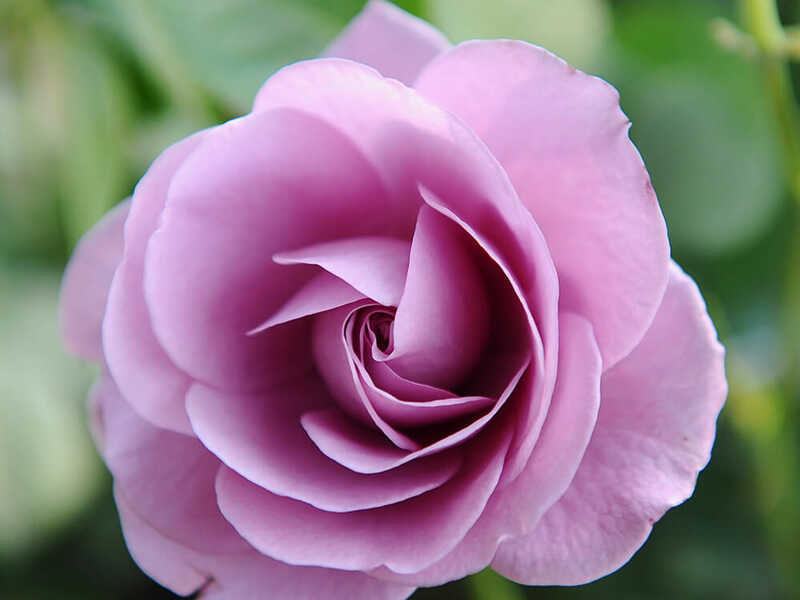 ý nghĩa hoa hồng tím