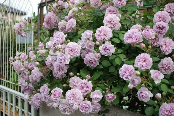 cách trồng hoa hồng tím