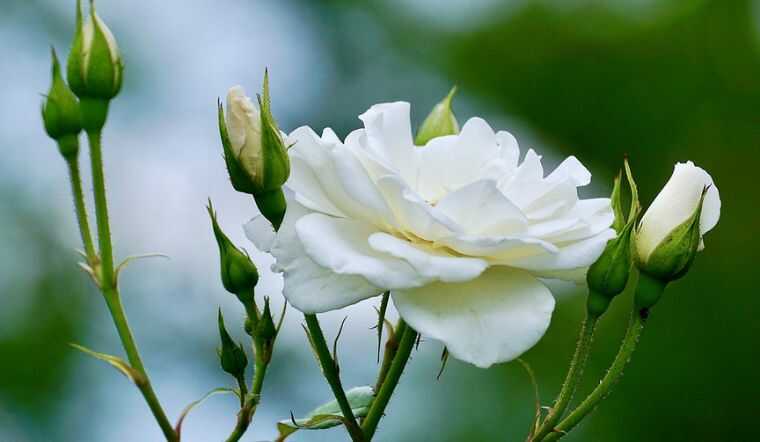 ý nghĩa lịch sử hoa hồng trắng