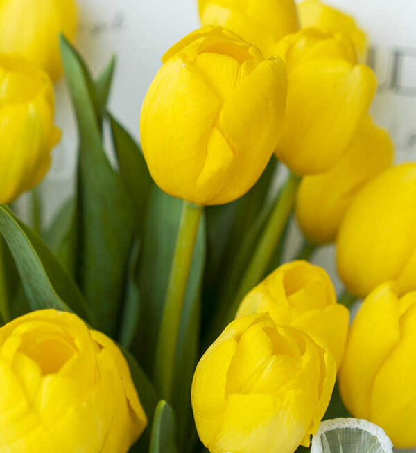 hoa tulip tặng sinh nhật