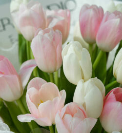 hoa tulip trắng hồng