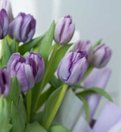 hoa tulip màu tím đẹp