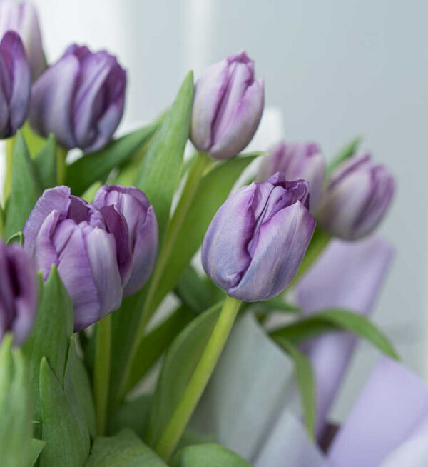 Mẫu bó hoa tulip màu tím đẹp (3) hoa tulip màu tím đẹp