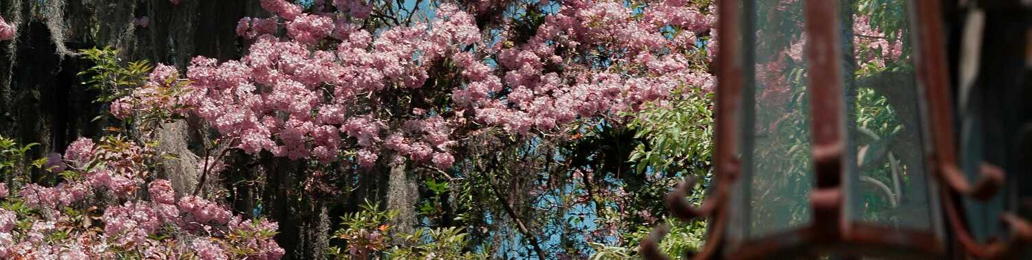 Những mẫu bó hoa baby đẹp