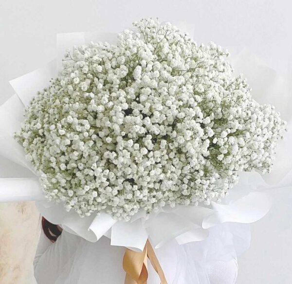 bó hoa bi trắng đẹp