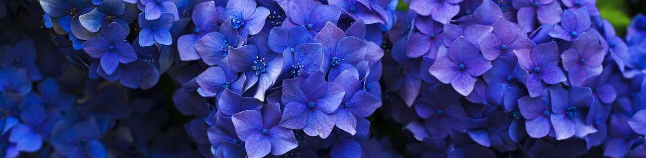 bó hoa cẩm tú cầu đẹp nhất