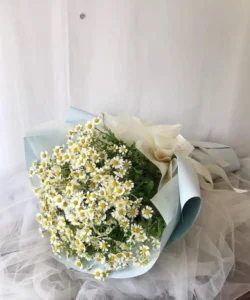 bó hoa cúc họa mi trắng