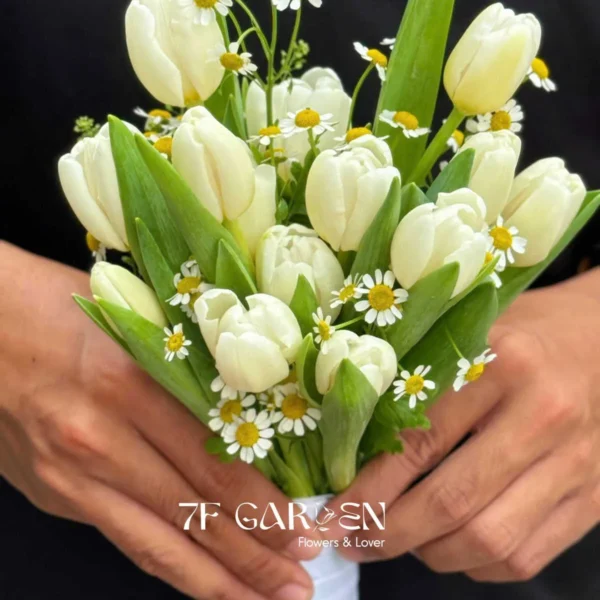 bó hoa tulip trắng cầm tay