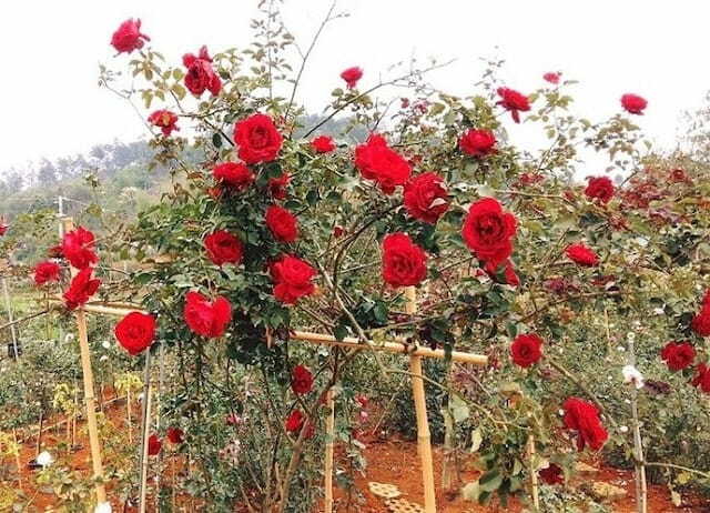 cách trồng và chăm sóc hoa hồng cổ sơn la
