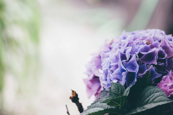 Tìm hiểu về loài hoa cẩm tú cầu