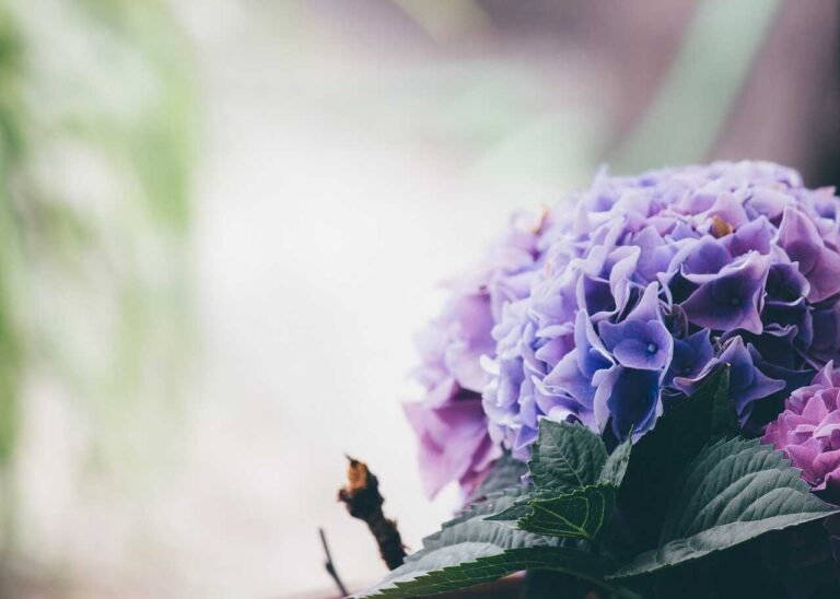 hoa cẩm tú cầu
